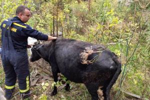 Новости Днепра про Под Днепром спасли корову, которая провалилась в яму