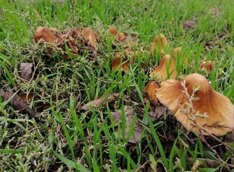 В регионе семья отравилась грибами. Новости Днепра