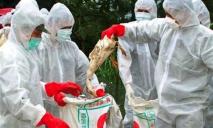 Эпидемия птичьего гриппа: где зафиксировали случаи заболеваемости