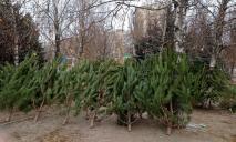 Жителей Днепра просят относить новогодние елки в специально отведенные места сбора