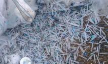 Разоблачение мусорных магнатов: кто оставил свалку из шприцов под Днепром?
