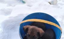 «Примерзли к ведру»: в Днепре спасают щенков