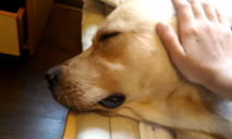 «Варфоломеевская ночь»: под Днепром живодеры убили бездомных собак (ФОТО 18+)
