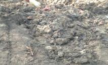 Около 100 тонн кишок: экопатруль обнаружил свалку отходов животного происхождения