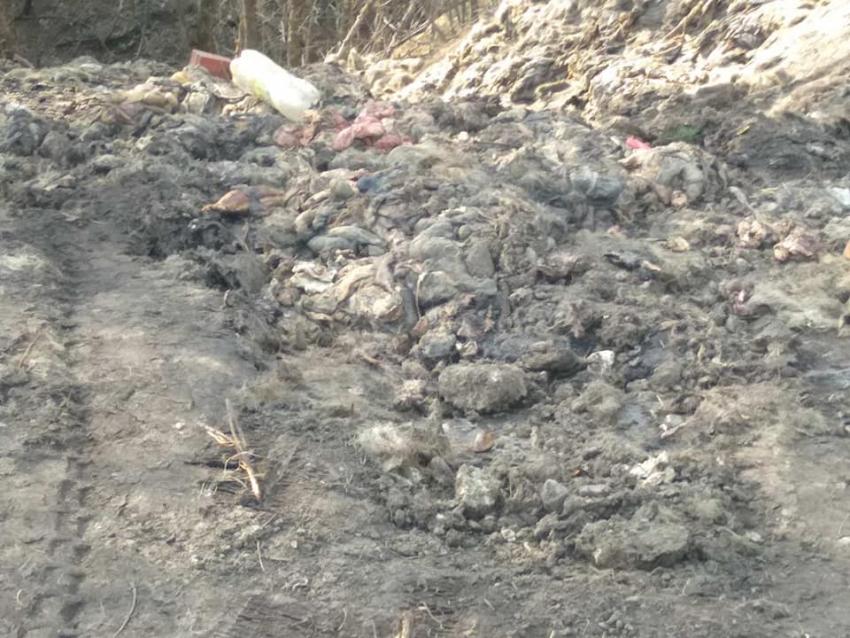 Новости Днепра про Около 100 тонн кишок: экопатруль обнаружил свалку отходов животного происхождения