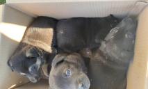 В Днепре всем районом спасали щенков, которые жили в люке