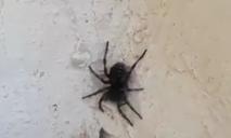 Жительница Днепра обнаружила большого тарантула – ВИДЕО