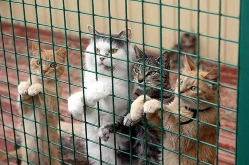 Новости Днепра про «Бизнес на крови»: В Днепре борются с незаконной торговлей домашними животными