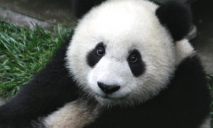 В Индустриальном районе обнаружены панды. Сидят, бамбук уплетают