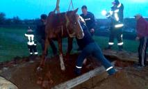 На Днепропетровщине с помощью буксировочного троса и трактора спасали коня