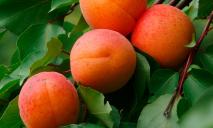 Первые абрикосы уже на прилавках Днепра: сколько стоит килограмм