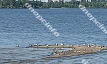 На набережной Днепра из воды снова «вынырнул» остров Ад: место связывают с русалками и водяными (ФОТО)