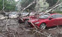 10-метровое дерево рухнуло на припаркованные авто: ЧП в Днепре