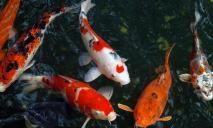 Как в японском саду: в яхт-клубе на Победе появились экзотические рыбки (ВИДЕО)