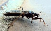 В Днепре опасные насекомые атакуют многоэтажки