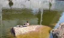 Привет с берегов Миссисипи: в парке Глобы заметили экзотических черепах