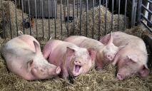 Аммонийный азот и нитраты: в Любимовке свиноферма устроила свалку навоза