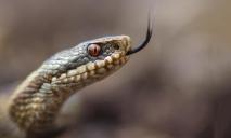 Осторожно: на Азовском побережье видели ядовитых змей