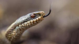 Новости Днепра про Осторожно: на Азовском побережье видели ядовитых змей