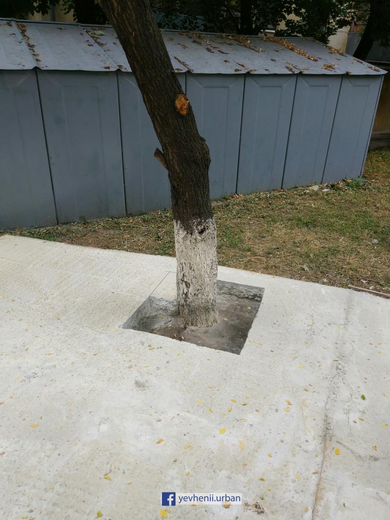 Новости Днепра про Природа победила: в Днепре спасли дерево, залитое бетоном ради парковки