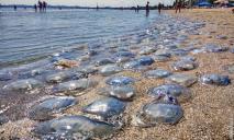 Война с медузами: на пляжах Азовского моря начали устанавливать сети