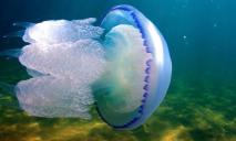 Азовского моря им мало: в Днепре растет количество медуз