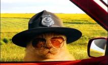 В Днепре к патрульным прибился кот: ходит по территории управления на Троицкой (ФОТО)