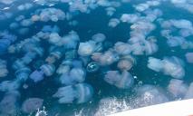 Отпуск под угрозой: с чем связано нашествие медуз в Азовском море