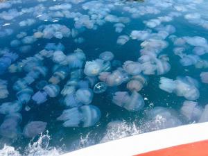 Новости Днепра про Отпуск под угрозой: с чем связано нашествие медуз в Азовском море