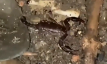 «Смотрите под ноги»: возле больницы горожане заметили скорпиона