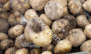 Новости Днепра про Днепрянам под шумок «втюхивают» гнилой картофель