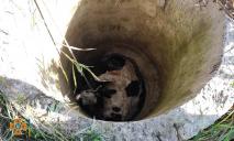 Тащили впятером: под Днепром теленок упал в заброшенный колодец (ВИДЕО)