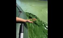Зеленая вонючая жижа: во что превратила река Днепр (ВИДЕО)