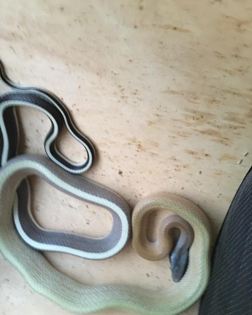 Новости Днепра про Гостья из Азии: на Тополе заметили необычную змею 