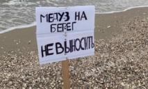 Теперь нельзя: в Кирилловке отдыхающим запретили вытаскивать медуз из воды