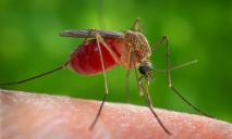 Днепряне, берегитесь: комары разносят опасную болезнь