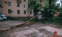 Непогода нанесла убытки: в Днепре ветка огромного дерева повредила три авто