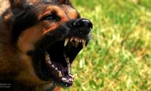 Загрызли насмерть: бродячие собаки в Днепре лютуют