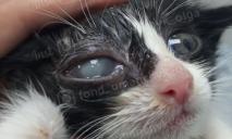«Блохи ее почти убили»: в Днепре спасают слепую кошечку
