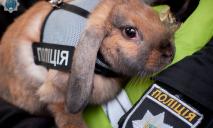 Теперь еще и блогер: в Днепре кролик-полицейский завел себе страничку в Инстаграм