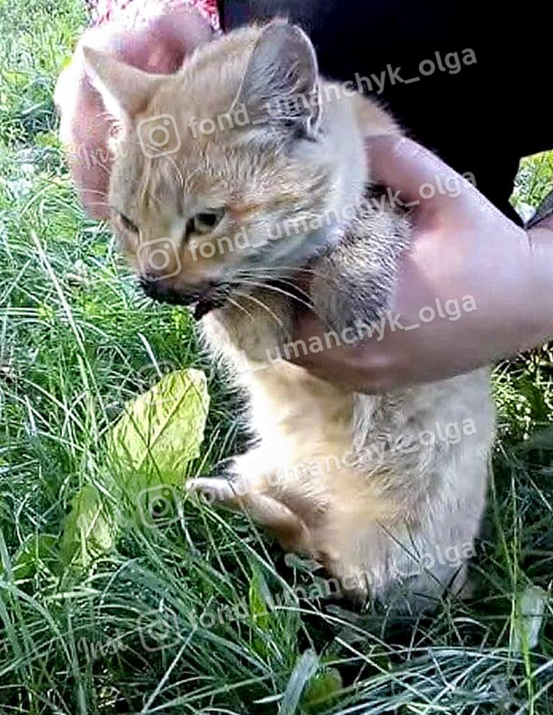 Новости Днепра про Сбила машина: в Днепре спасают котенка со сломанной челюстью