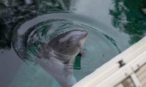 На берег Азовского моря выбросило мертвых дельфинов: что произошло