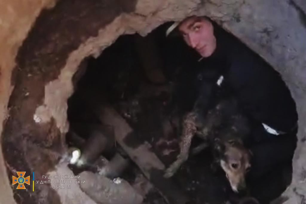 Новости Днепра про Тащили в 8 рук: днепровские спасатели достали пса из глубокого коллектора