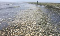 Экологическая катастрофа: назвали причину массовой гибели рыбы