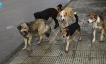 В Днепре на 12 квартале прикормленные бездомные собаки пугают жителей