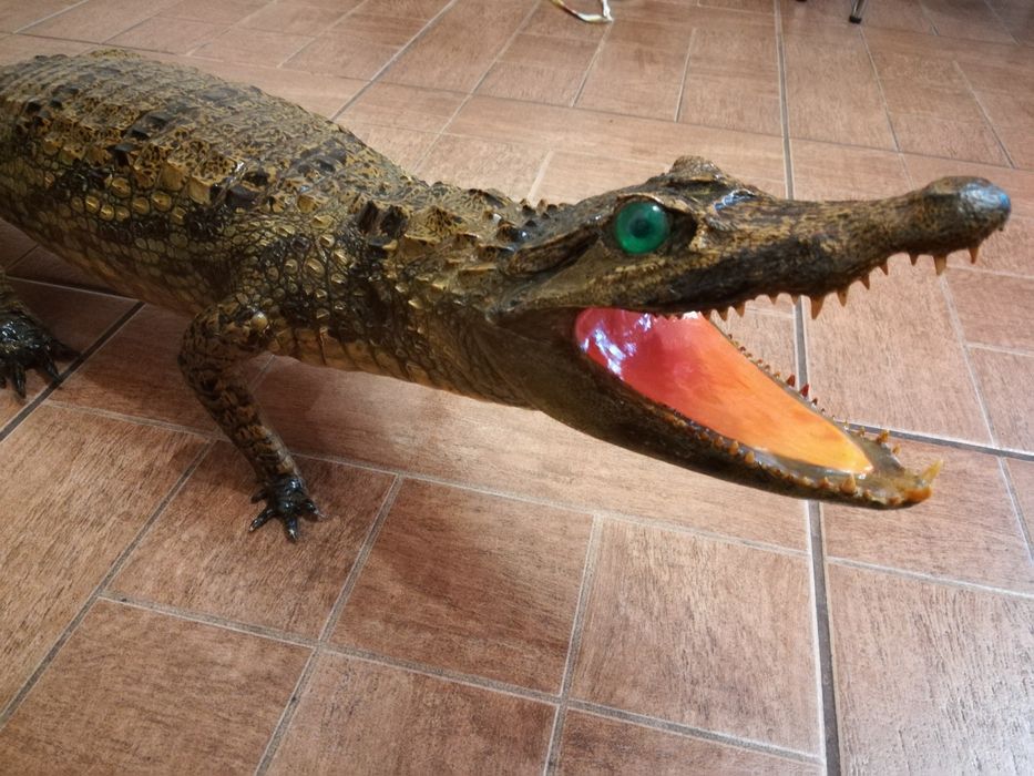 Новости Днепра про Живой конь и мертвый крокодил: что и за сколько продают днепряне на OLX