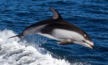 Слабонервным не смотреть: на Фарерских островах убили 1480 дельфинов