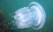 Бархатного сезона не будет: Азовское море снова превратилось в кисель из медуз