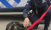 В Днепре патрульная забрала домой собаку, которая напугала жильцов многоэтажки