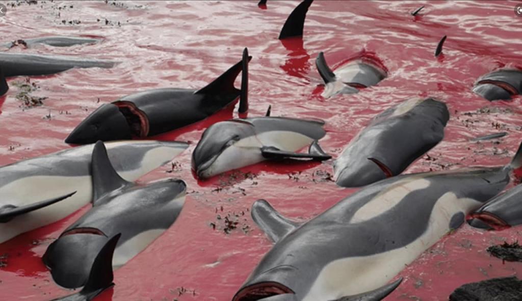 Новости Днепра про Слабонервным не смотреть: на Фарерских островах убили 1480 дельфинов